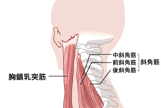首周りの筋肉
